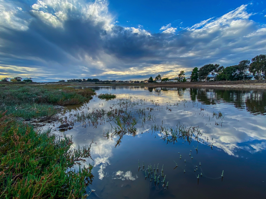 Webinar - Drawing ReWild Parallels with Wetland Restoration in Santa Barbara County