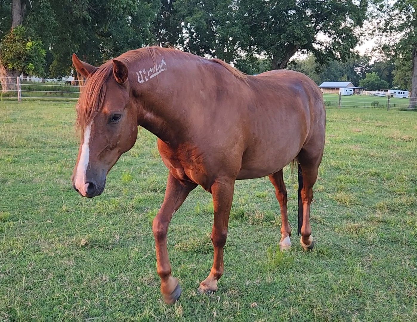 Skipper is a Mustang who boards at the BGHNC Farm, has been through training, and participates in our Eagala Equine Therapy Program. 