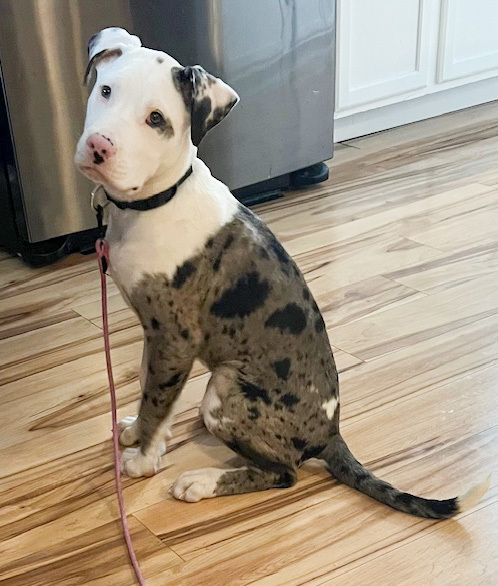 Pretzel - ADOPTED