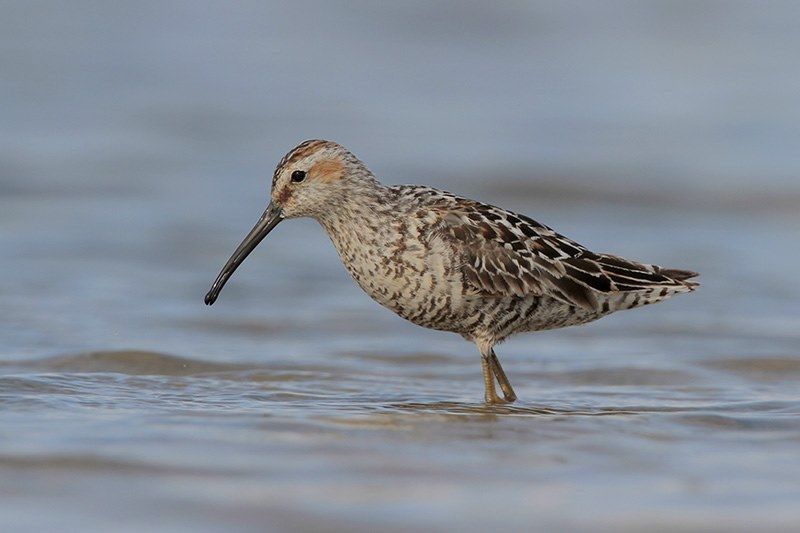 Stilt Sandpiper