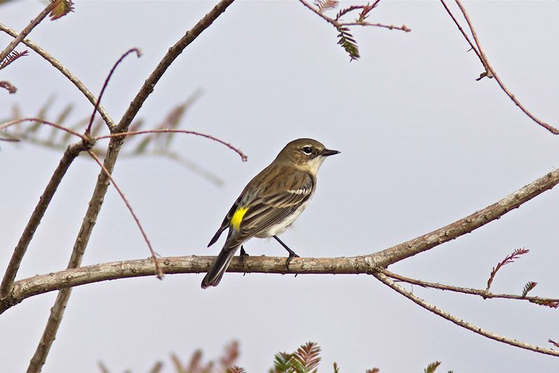 Yellow-rumped Warbler