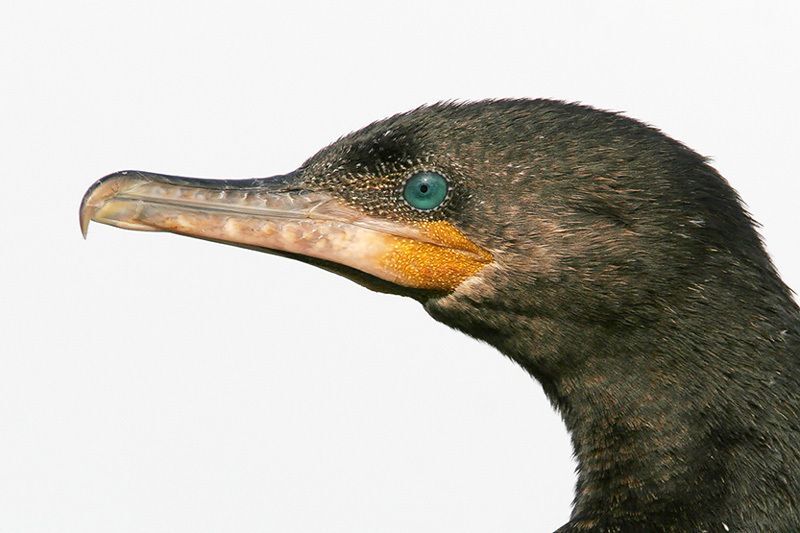 Neotropic Cormorant