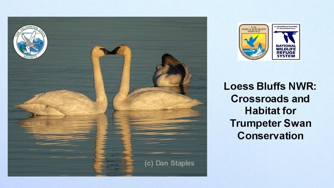 WEBINAR: Loess Bluffs NWR - Crossroads and Habitat for Trumpeter Swan Conservation