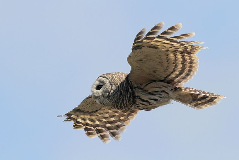 Barred Owl