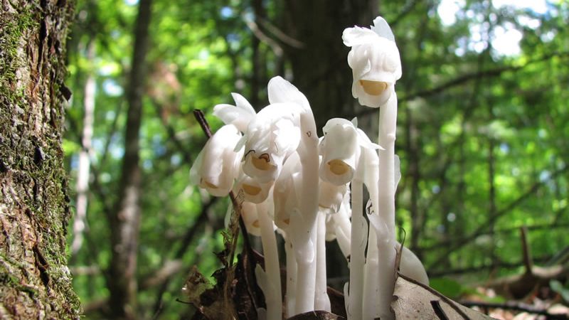 Search for Ghost Pipes (also called Indian Pipes) 