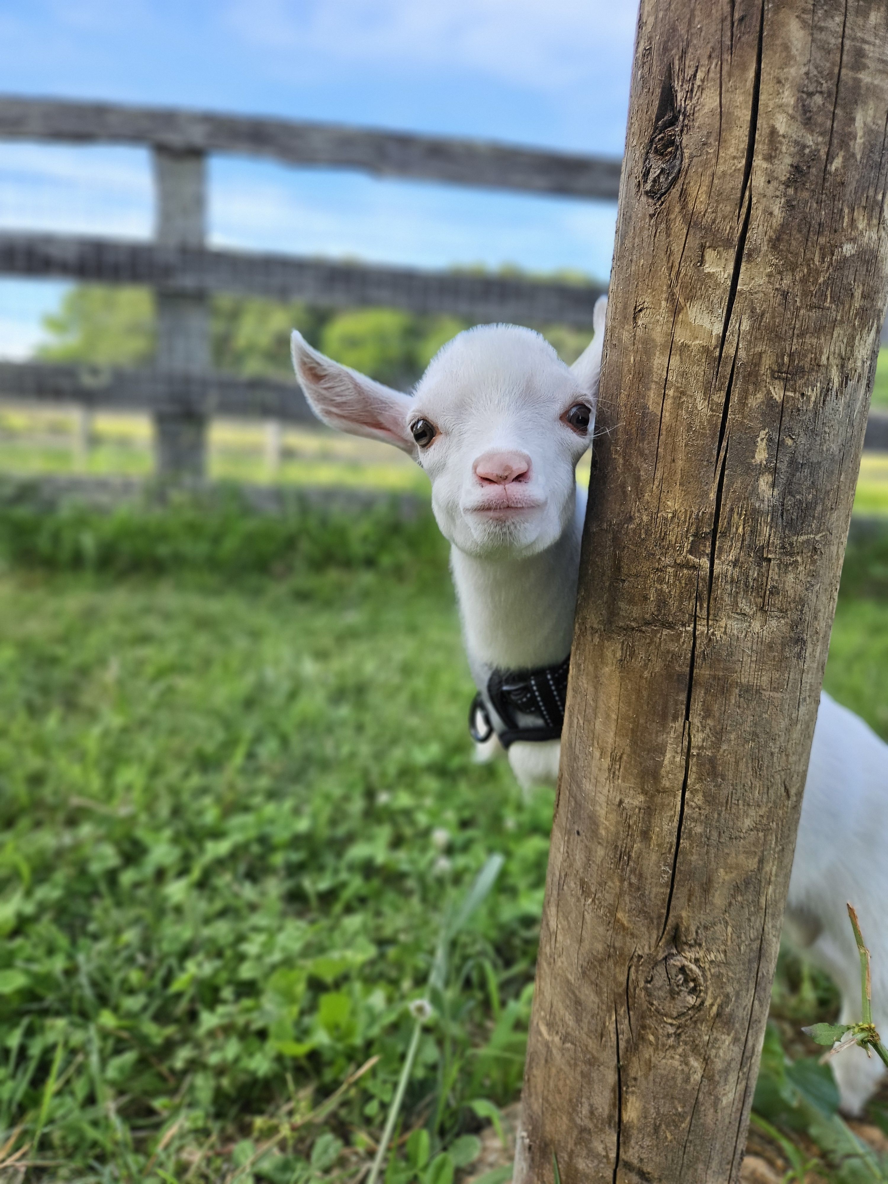 Watch Lucca on the Zipline