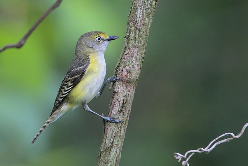 White-eyed Vireo