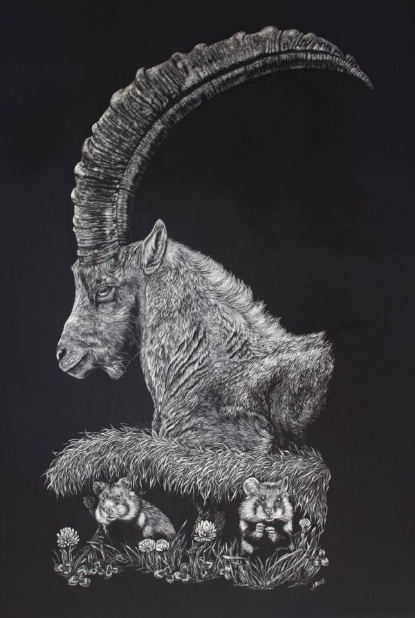Alpine Ibex - Wild Hamster