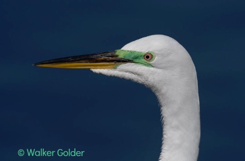Great Egret by Walker Golder