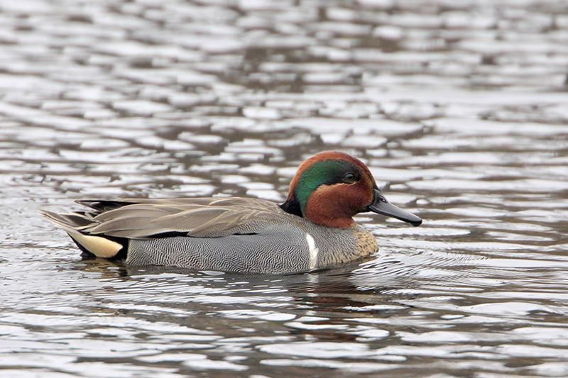 Green-winged Teal