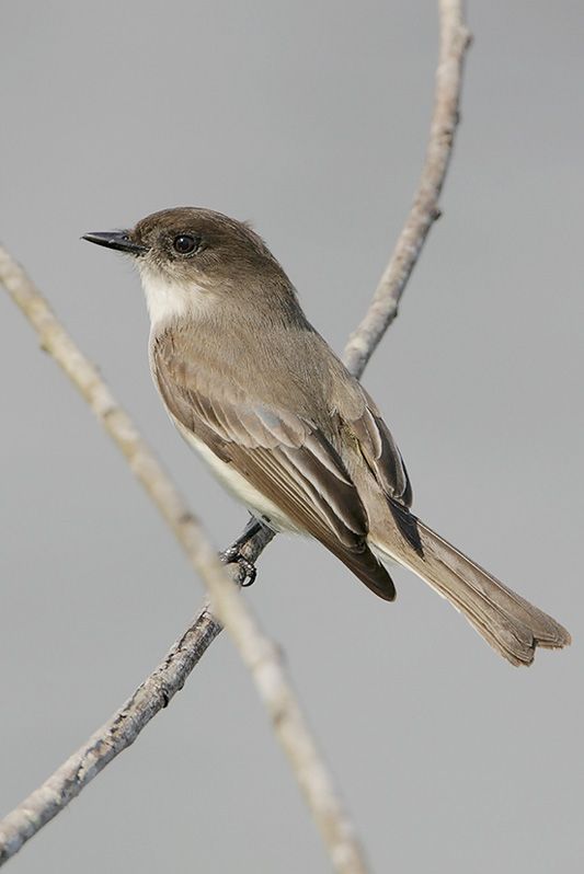 Eastern Phoebe