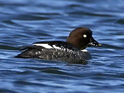  Common Goldeneye (female)