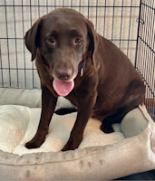 Coco - ADOPTION PENDING - HW treatment
