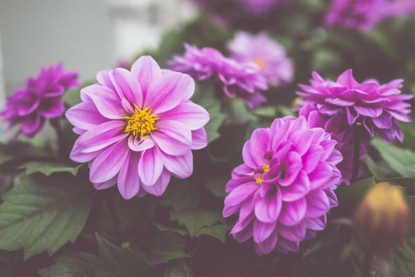 Bright Pink Dahlias