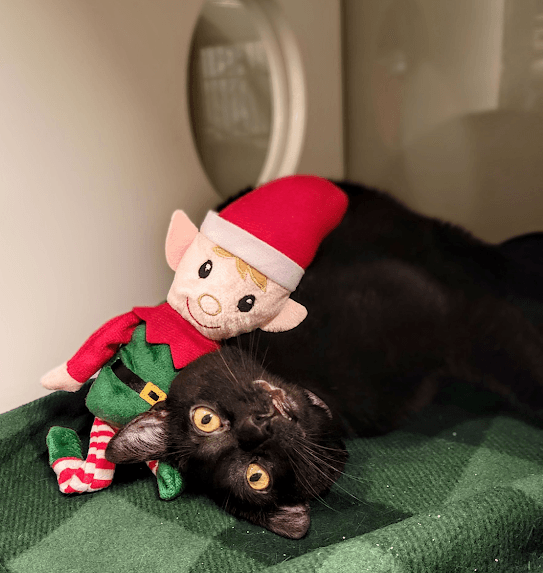 TCHS Launches a Christmas in July Cat Sale!