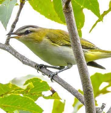 Red-eyed Vireo by Jason Major