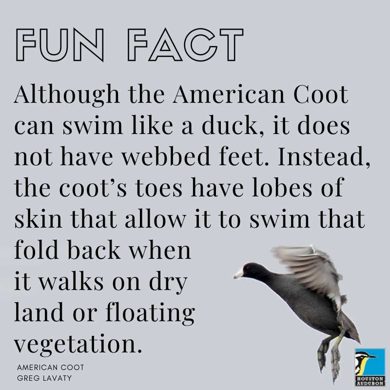 American Coot fun fact