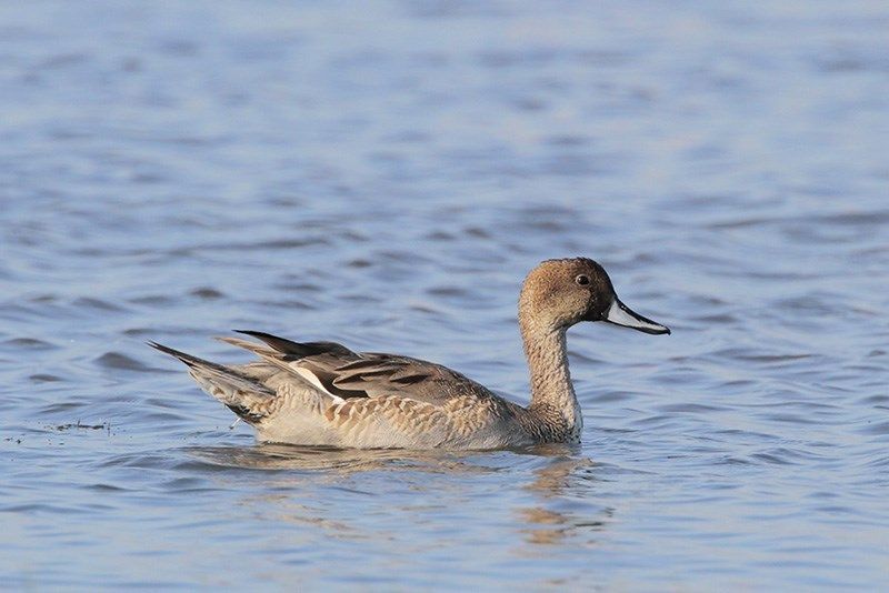 Northern Pintail (female)