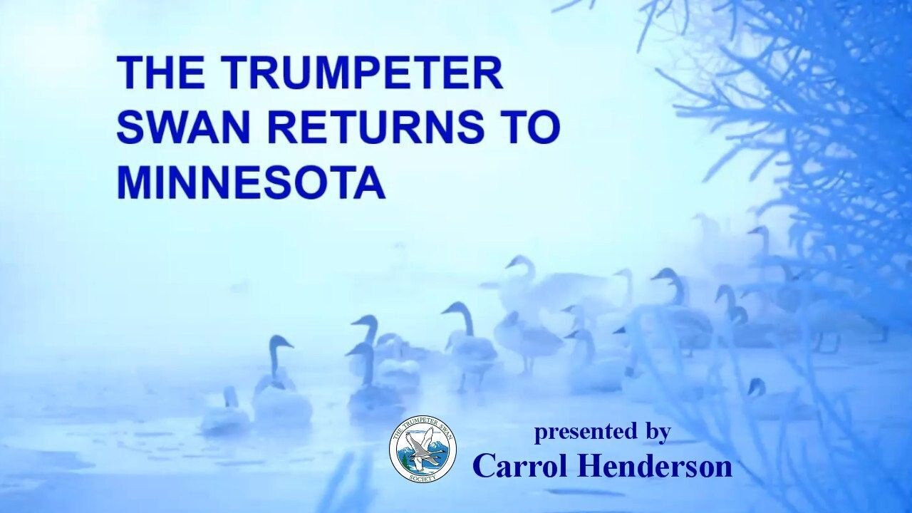 The Trumpeter Swan Returns to Minnesota