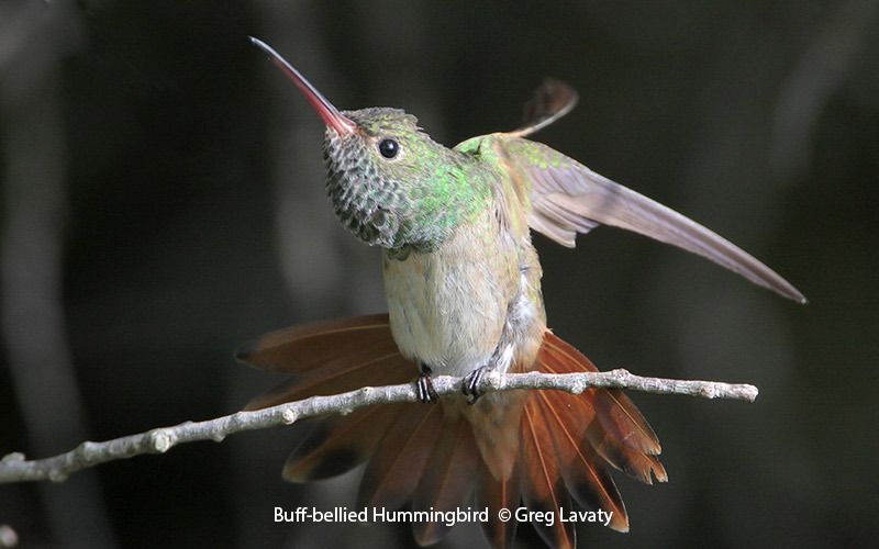 Buff-bellied Hummingbird