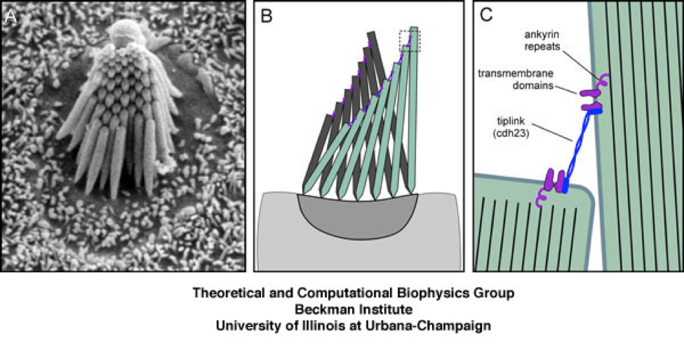 Image of hair bundle from the Theoretical and Compuational Biophysics Group, Beckman Institute, University of Illinois Urbana-Champaign