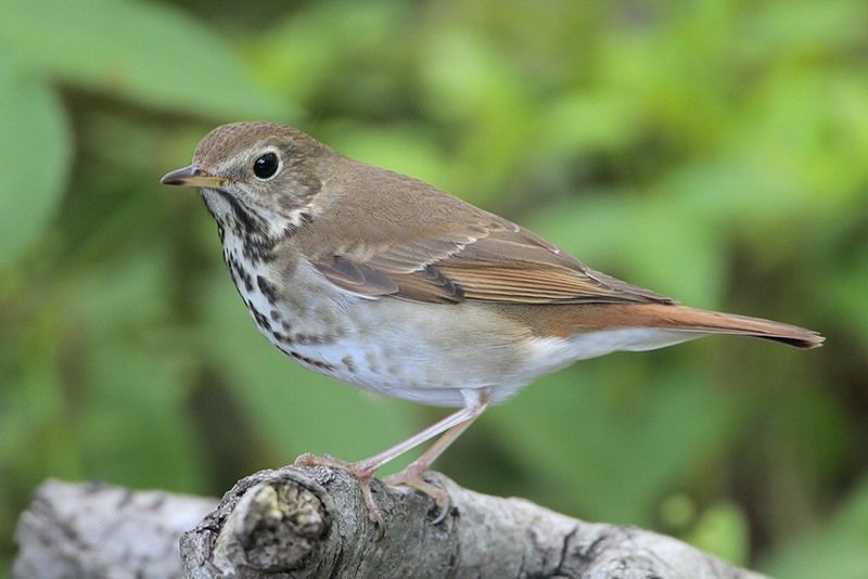 Hermit Thrush