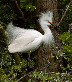 Snowy Egret - Facts, Diet, Habitat & Pictures on