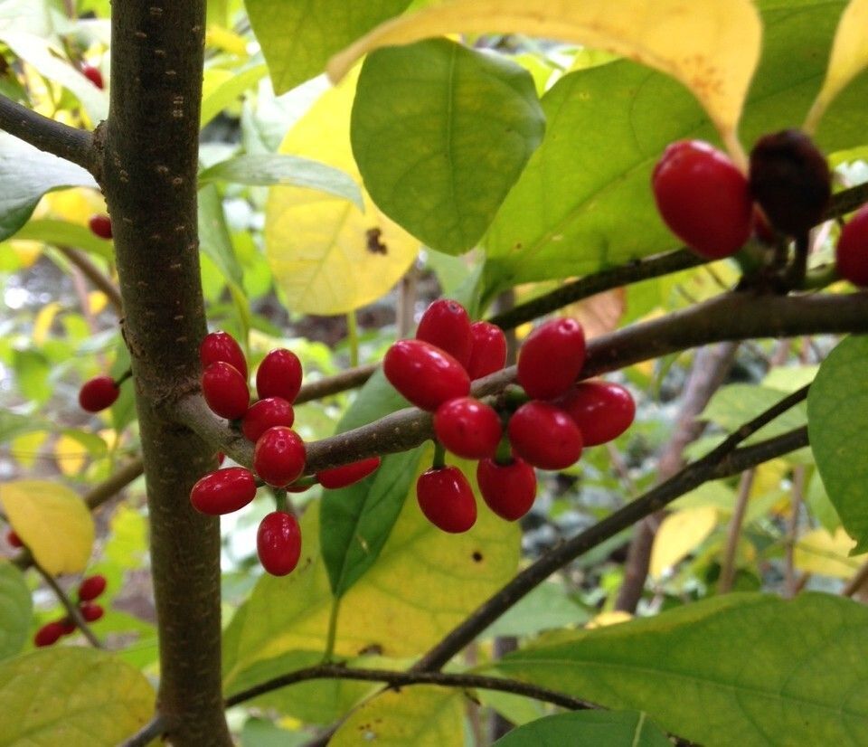 Photo shows an up-close look at red spiceberry bush berries against backdrop of yellow and green leaves. 