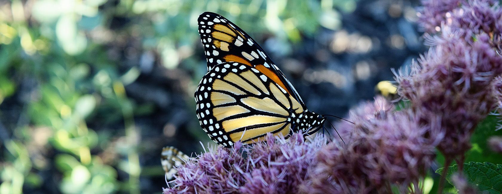 Monarch butterfly on a purple flower.