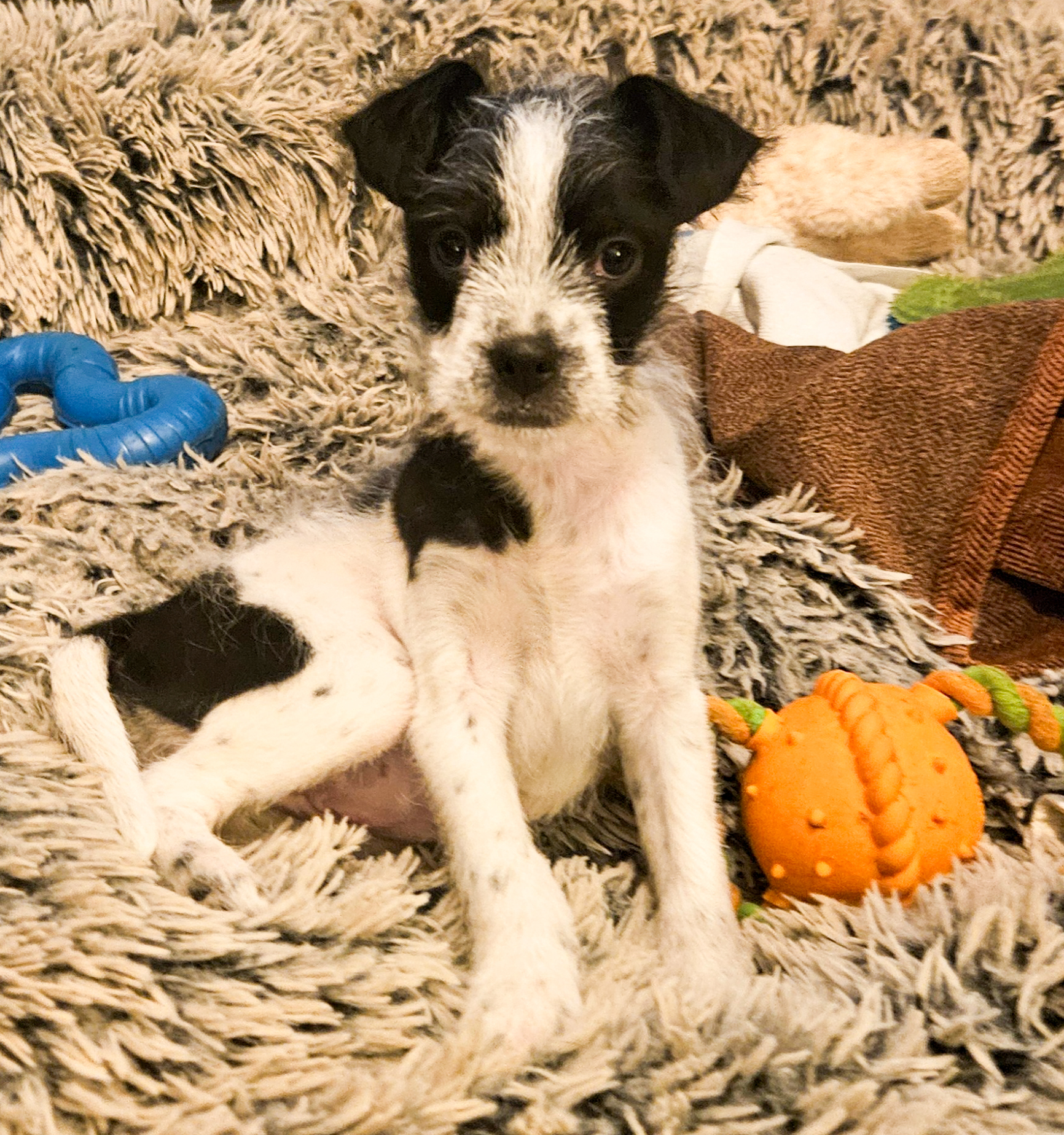 Miss Piggy - ADOPTED