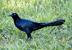 Great-tailed Grackle (male)