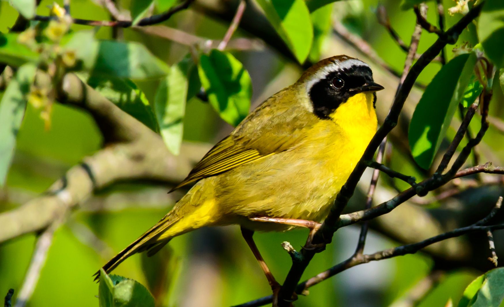 Free May Birding Walks with Audubon Society of Rhode Island Spring Bird migration New England Bird Walks May 2019 Things to Do RI