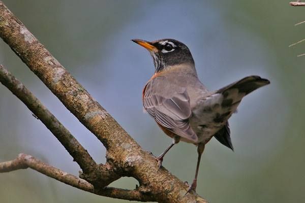 AMERICAN ROBIN  The Texas Breeding Bird Atlas