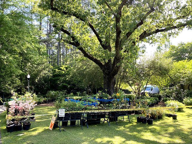 Spring Plant Sale