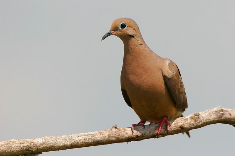 Mourning Dove