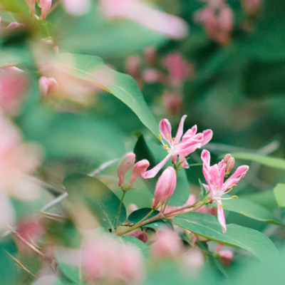 We will be focusing on the removal of honeysuckle, which harms wildlife by crowding out native species.