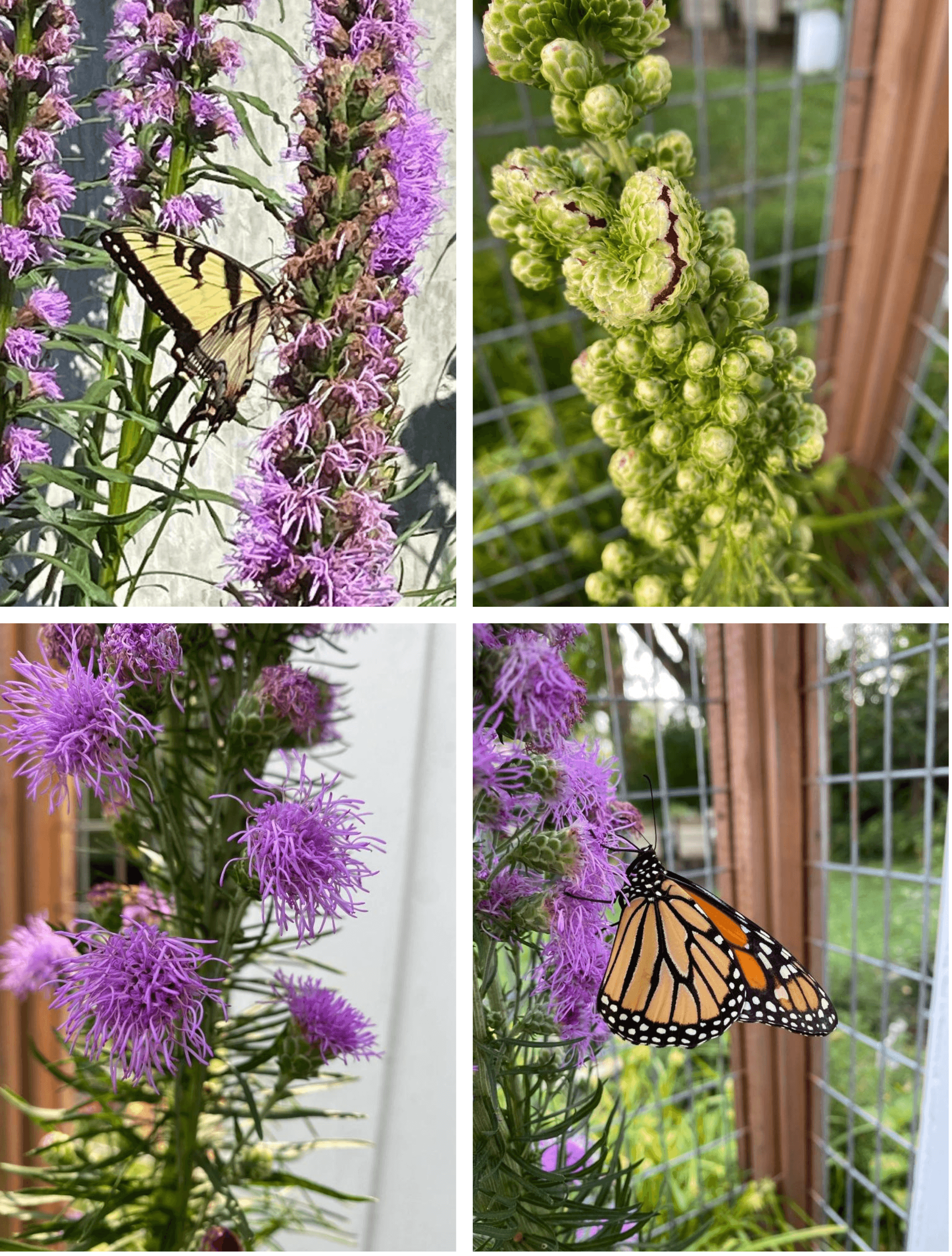 Purple Liatris flowers with Swallowtail and Monarch butterflies visiting.