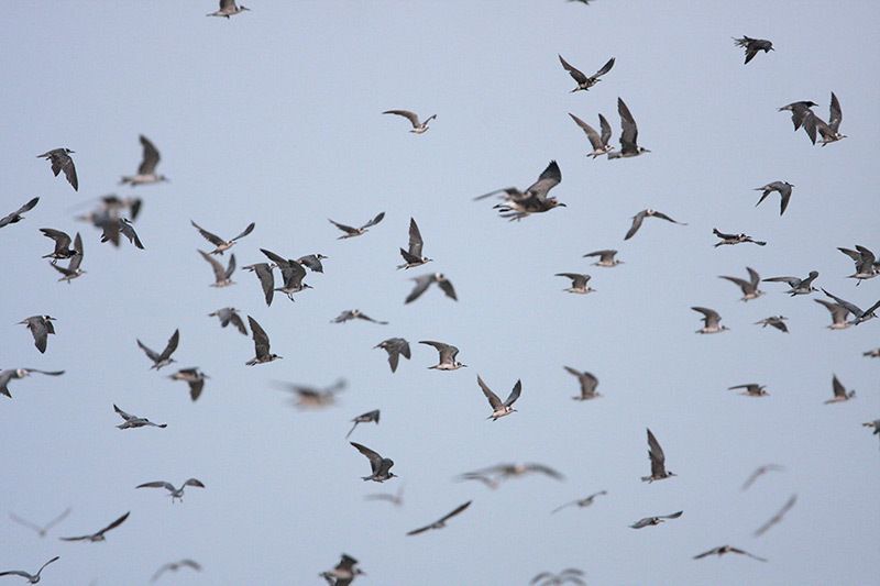 Black Terns