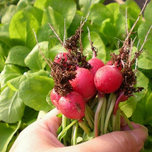 Radishes