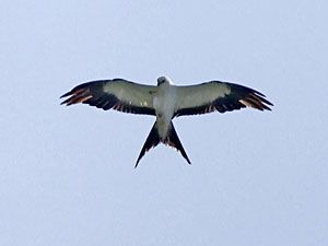 Swallow-tailed Kite