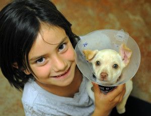 Please donate to Molly the chihuahua with a poorly hear with her vet care,  treatment and scans at the GSPCA