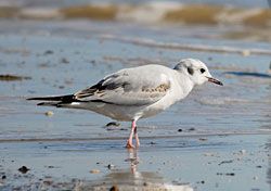 Beak of the Week: Bonaparte’s Gull