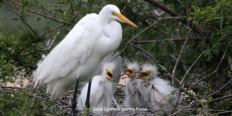 Great Egrets