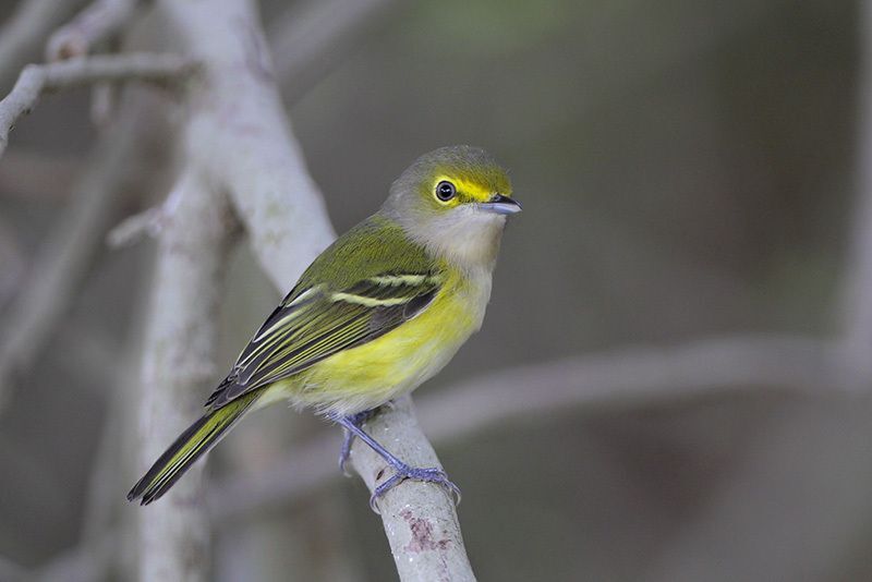 White-eyed Vireo