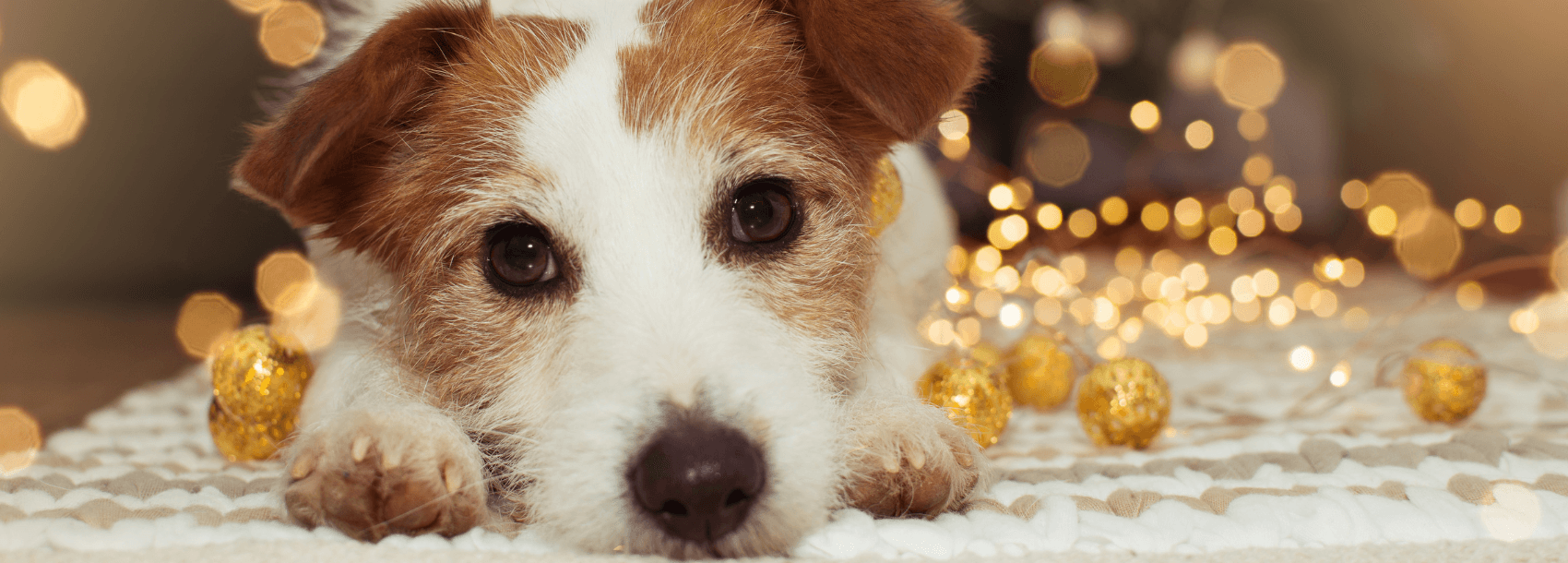 Cute Holiday Giving Dog