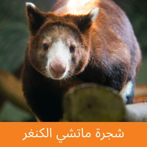 matchie's tree kangaroo