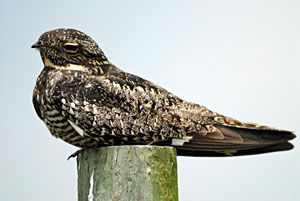 Beak of the Week: Common Nighthawk