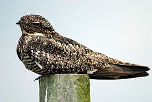 Common Nighthawk