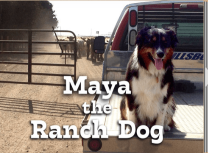 Maya the Ranch Dog