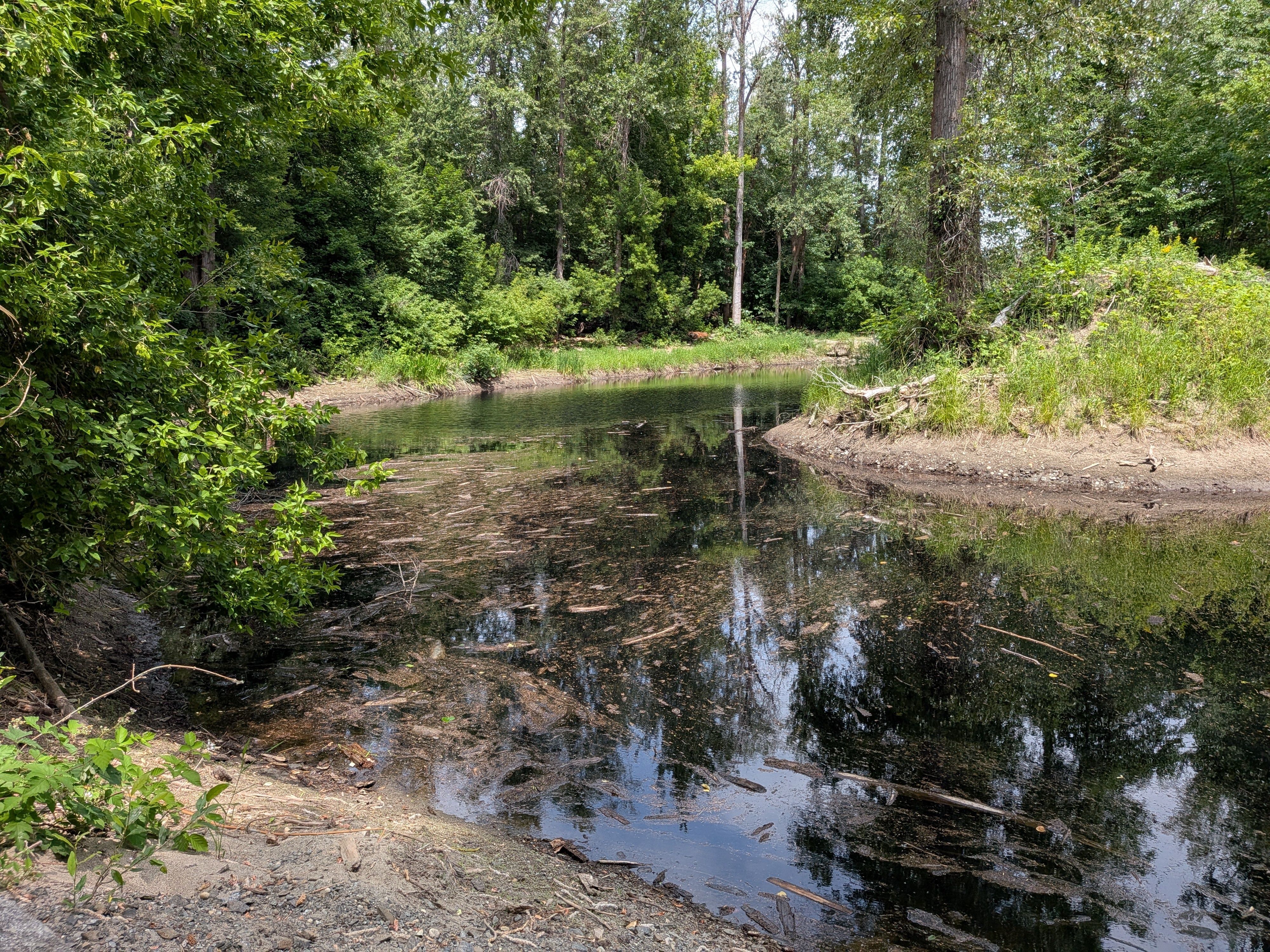 Debris in the Blackbird Island Pond in Leavenworth.